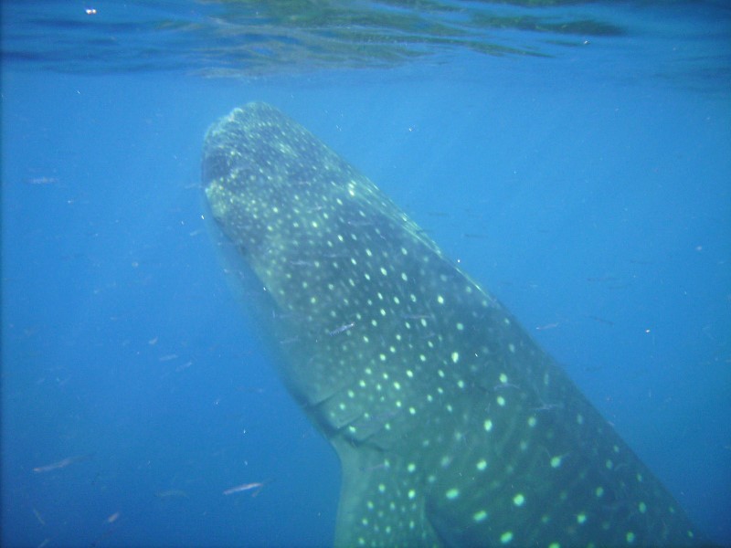 ../Images/whale shark 4.jpg